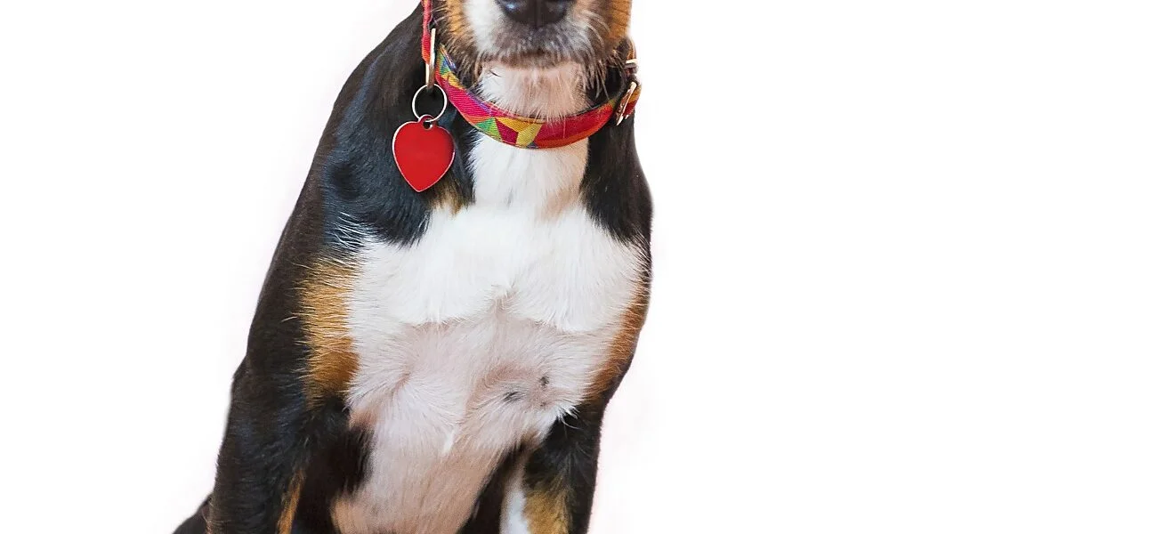 cachorro comendo